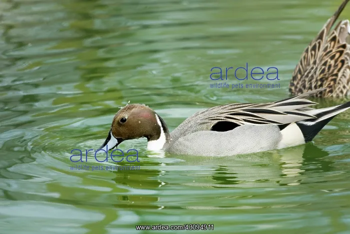 : Northern Pintail male : Northern Pintail male
