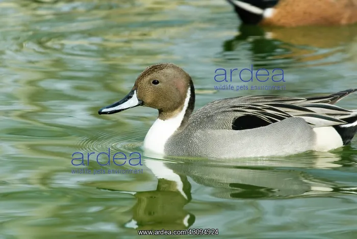 : Northern Pintail male : Northern Pintail male