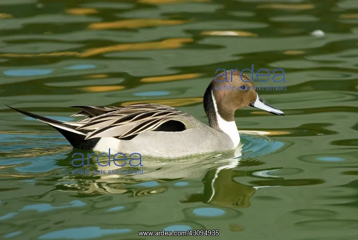 : Northern Pintail male : Northern Pintail male