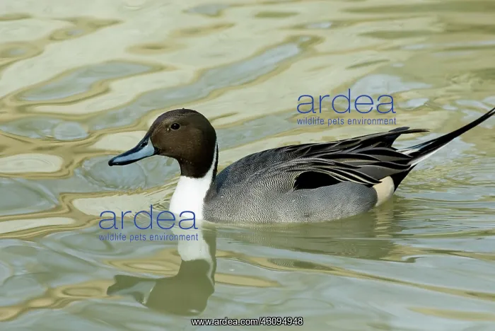 : Northern Pintail male : Northern Pintail male