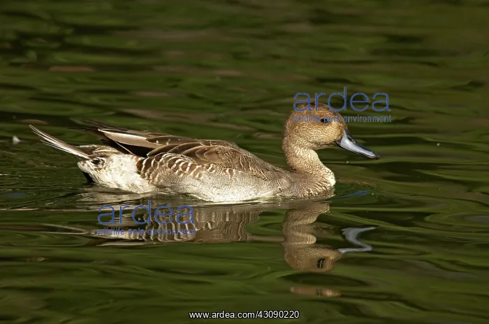 : Northern Pintail Molting : Northern Pintail Molting