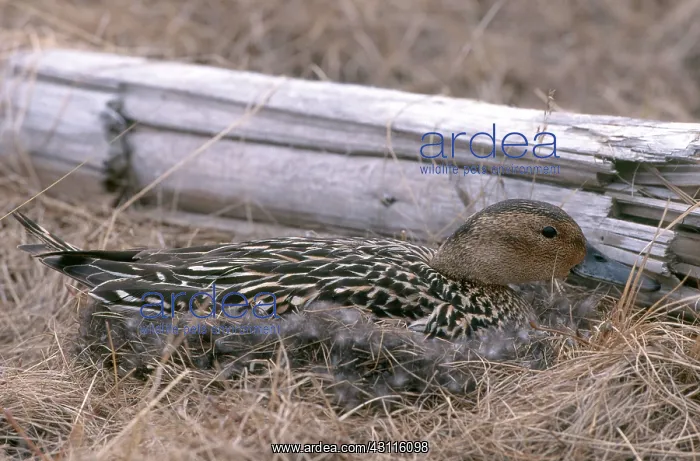 : Northern Pintail on Nest : Northern Pintail on Nest