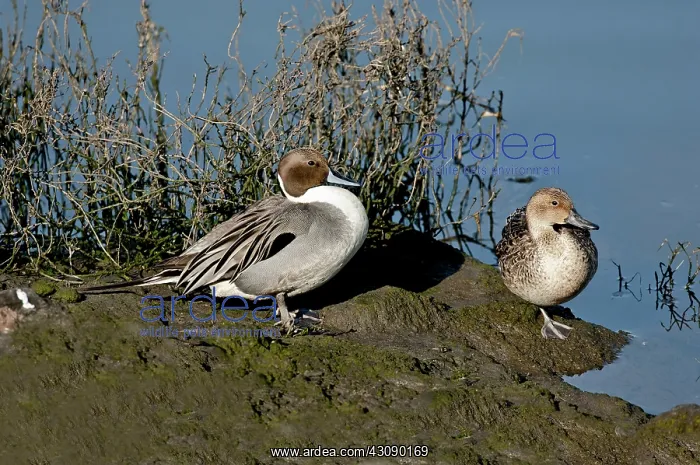 : Northern pintail pair at rest : Northern pintail pair at rest