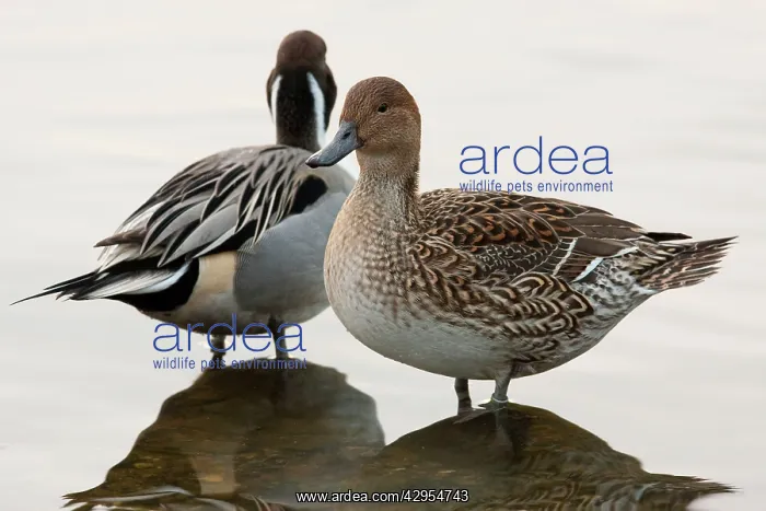 : Northern Pintail - pair standing at the edge of a lake : Northern Pintail - pair standing at the edge of a lake