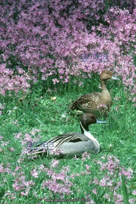 : Northern Pintails : Northern Pintails