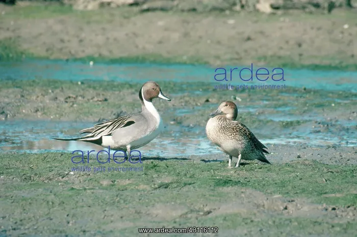 : Northern Pintails : Northern Pintails