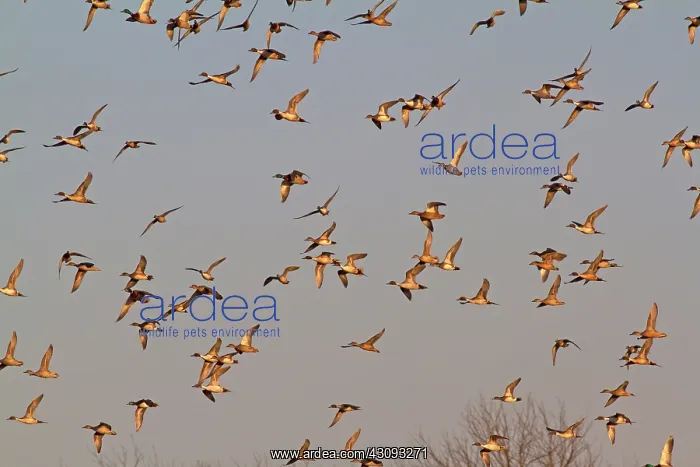 : Northern Pintails in Flight : Northern Pintails in Flight
