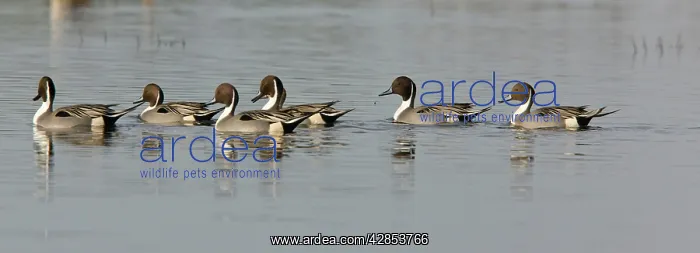 : Northern Pintails - flock in winter : Northern Pintails - flock in winter