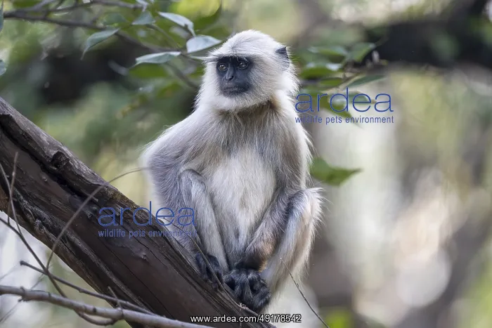 : Northern plains gray langur (Semnopithecus entellus) : Northern plains gray langur (Semnopithecus entellus)