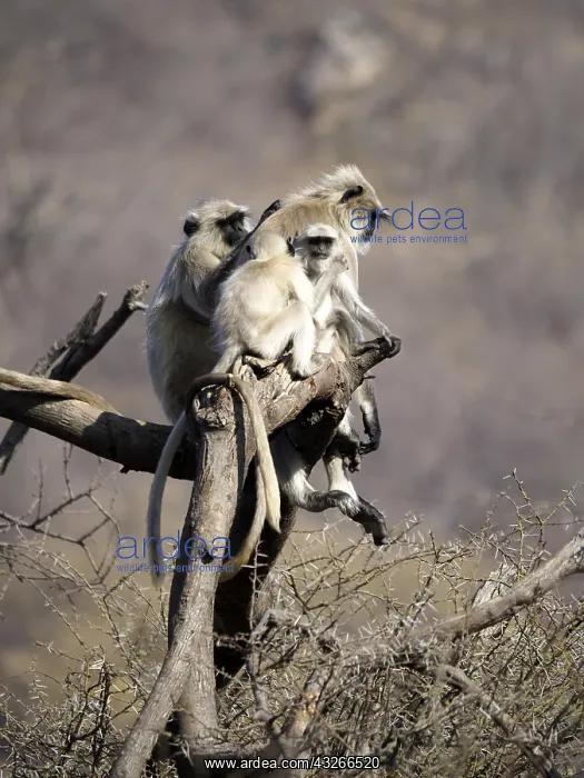 : Northern Plains Grey Langur - adult and young Semnopithecus : Northern Plains Grey Langur - adult and young Semnopithecus