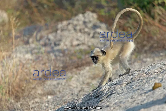: Northern Plains Grey Langur / Hanuman Langur - young : Northern Plains Grey Langur / Hanuman Langur - young