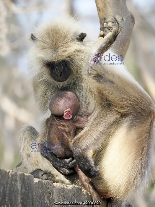 : Northern Plains Grey Langur - mother with new born : Northern Plains Grey Langur - mother with new born