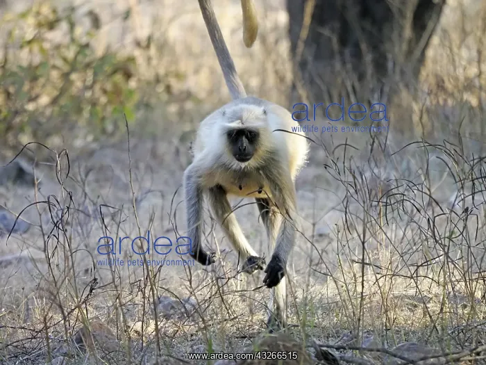  : Northern Plains Grey Langur - running Semnopithecus