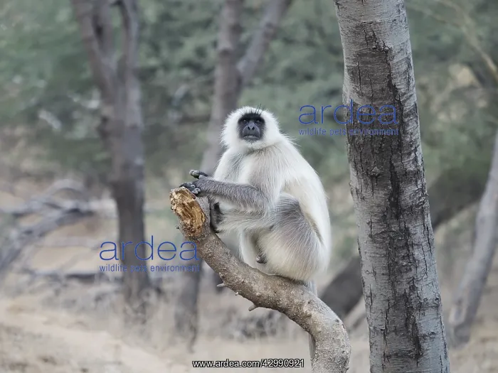 : Northern Plains Grey Langur Semnopithecus entellus : Northern Plains Grey Langur Semnopithecus entellus