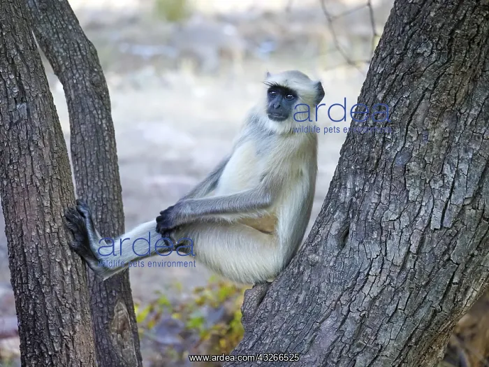 : Northern Plains Grey Langur Semnopithecus entellus : Northern Plains Grey Langur Semnopithecus entellus
