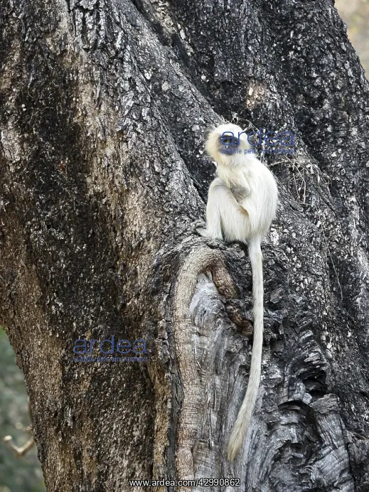 : Northern Plains Grey Langur - youngster Semnopithecus : Northern Plains Grey Langur - youngster Semnopithecus