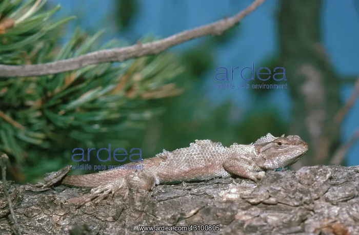 : Northern Plateau Lizard Shedding : Northern Plateau Lizard Shedding