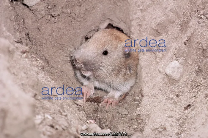 : NORTHERN POCKET GOPHER : NORTHERN POCKET GOPHER
