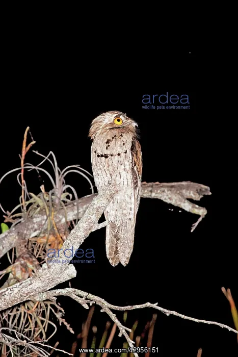 : Northern Potoo : Northern Potoo