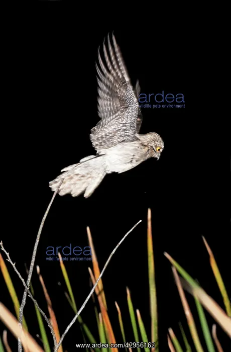 : Northern Potoo : Northern Potoo