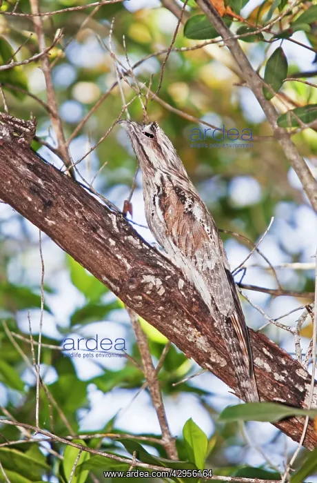  : Northern Potoo