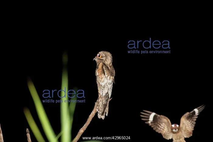 : Northern Potoo : Northern Potoo