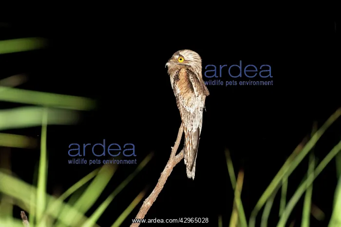 : Northern Potoo : Northern Potoo