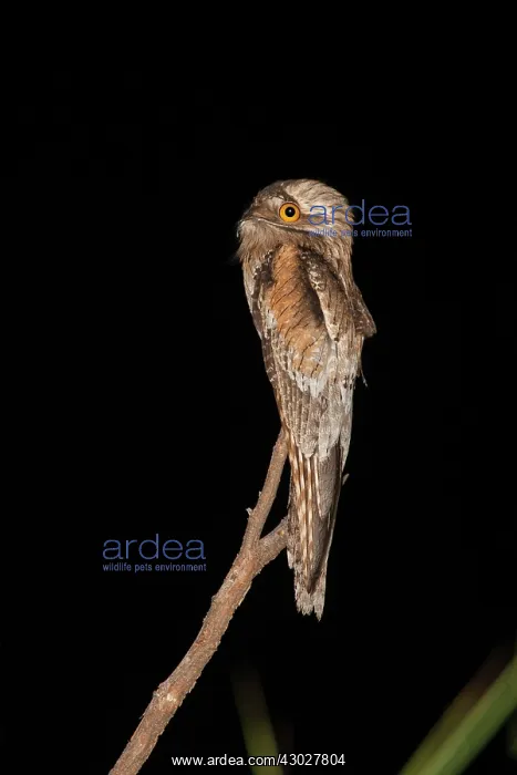 : Northern Potoo : Northern Potoo