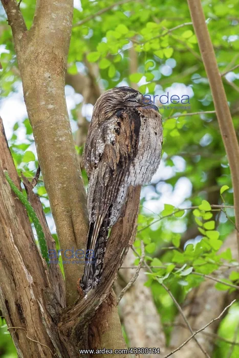 : Northern Potoo (Nyctibius jamaicensis) adult, roosting : Northern Potoo (Nyctibius jamaicensis) adult, roosting