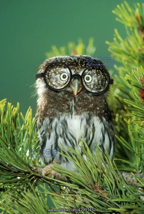 : Northern Pygmy Owl, close-up on branch wearing glasses : Northern Pygmy Owl, close-up on branch wearing glasses