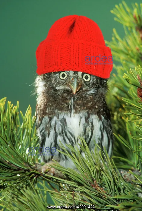 : Northern Pygmy Owl, close-up on branch wearing red : Northern Pygmy Owl, close-up on branch wearing red