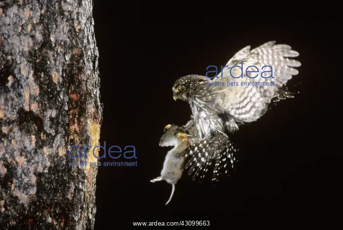 : Northern Pygmy Owl flying to nest with prey : Northern Pygmy Owl flying to nest with prey