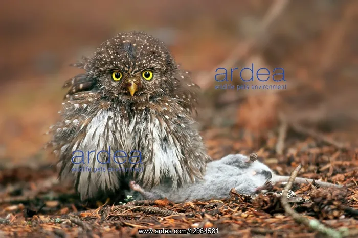 : Northern Pygmy-Owl - with a large mouse caught naturally : Northern Pygmy-Owl - with a large mouse caught naturally