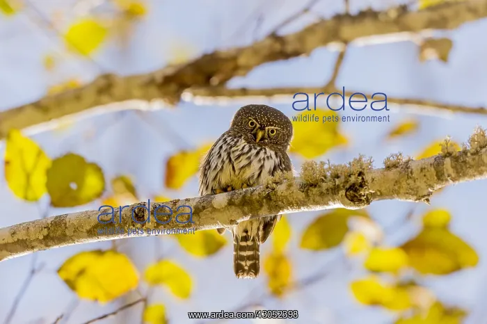 : Northern Pygmy Owl or Northern Pygmy-Owl (Glaucidium : Northern Pygmy Owl or Northern Pygmy-Owl (Glaucidium