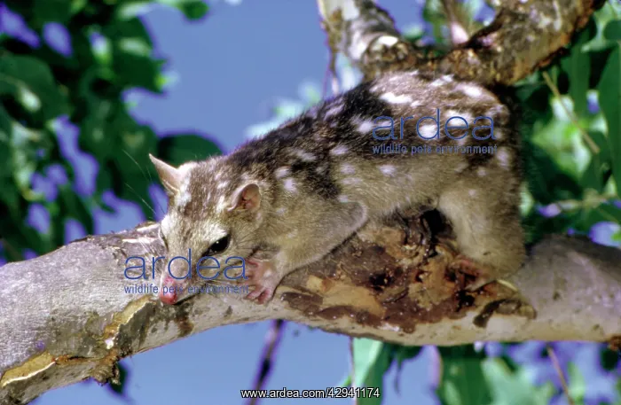 : Northern quoll (Dasyurus hallucatus) in tree. Kakadu : Northern quoll (Dasyurus hallucatus) in tree. Kakadu