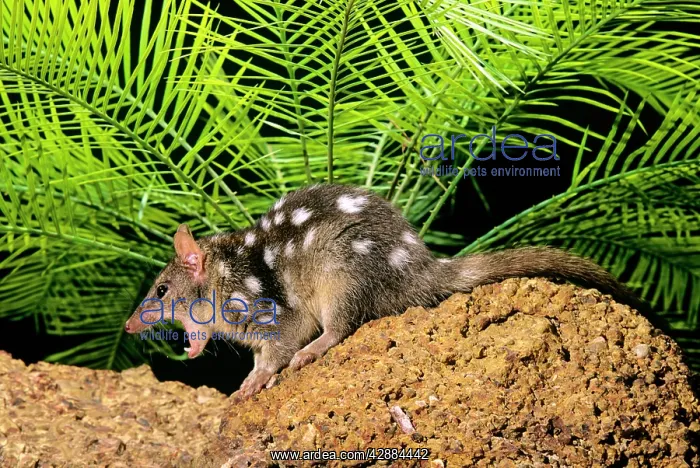 : Northern Quoll - with mouth wide open : Northern Quoll - with mouth wide open
