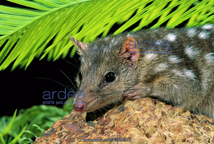  : Northern Quoll - portrait