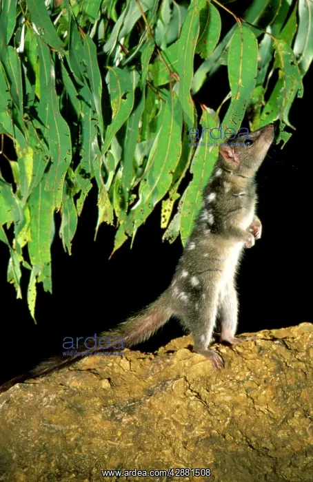 : Northern Quoll - Stretched - standing on hind legs : Northern Quoll - Stretched - standing on hind legs