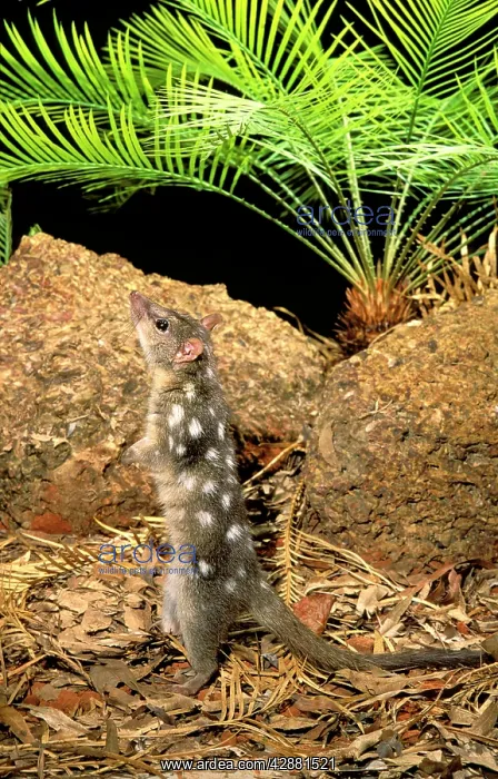 : Northern Quoll - Stretched - standing on hind legs : Northern Quoll - Stretched - standing on hind legs