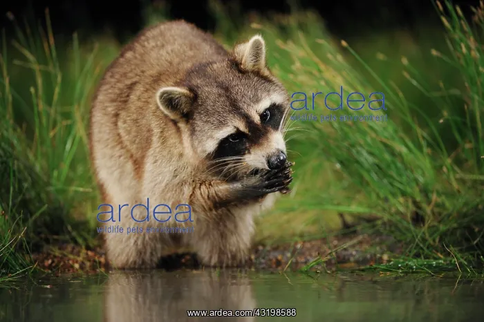 : Northern Raccoon (Procyon lotor), adult at night : Northern Raccoon (Procyon lotor), adult at night