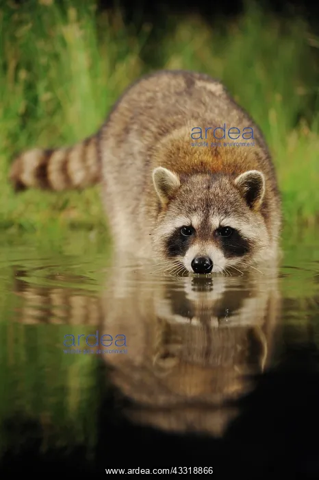 : Northern Raccoon (Procyon lotor), adult at night : Northern Raccoon (Procyon lotor), adult at night
