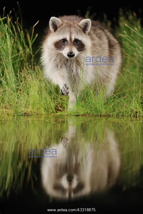 : Northern Raccoon (Procyon lotor), adult at night : Northern Raccoon (Procyon lotor), adult at night