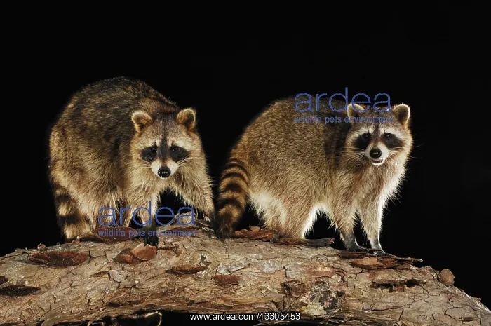 : Northern Raccoon (Procyon lotor), adults on log : Northern Raccoon (Procyon lotor), adults on log