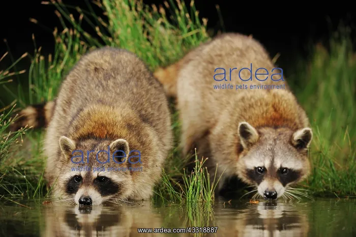 : Northern Raccoon (Procyon lotor), adults at night : Northern Raccoon (Procyon lotor), adults at night