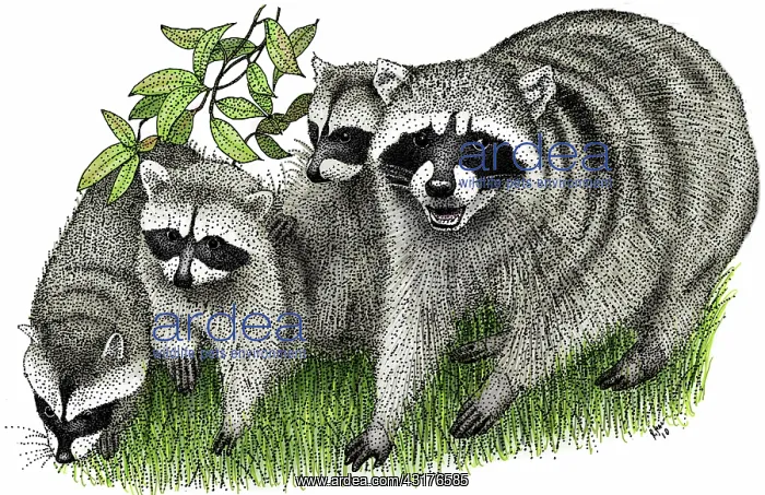 : Northern Raccoons : Northern Raccoons