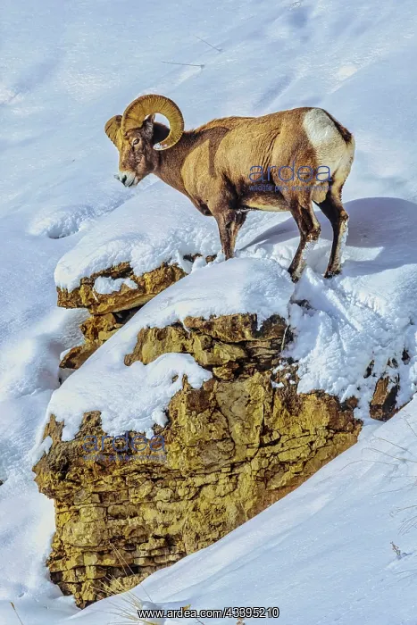 : Northern range of Yellowstone National Park : Northern range of Yellowstone National Park