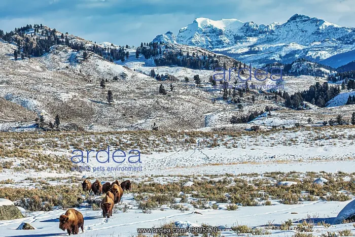 : Northern range of Yellowstone National Park : Northern range of Yellowstone National Park