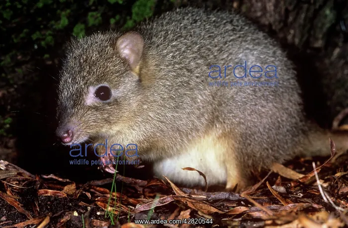 : Northern Rat-Kangaroo / Brush-tailed Bettong : Northern Rat-Kangaroo / Brush-tailed Bettong