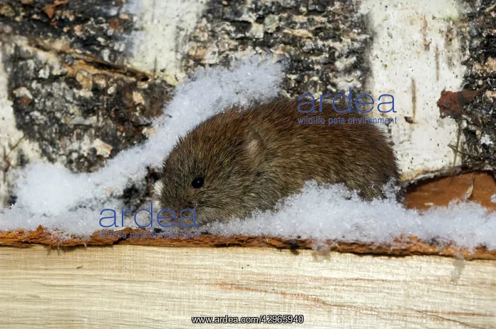  : Northern Red-backed Vole - emerges from a hide in wood-store