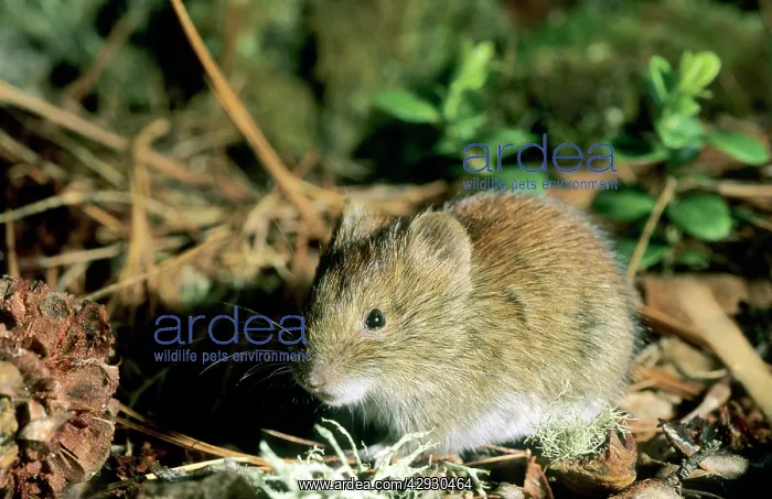 : Northern red-backed vole - feeds on Siberian stone : Northern red-backed vole - feeds on Siberian stone